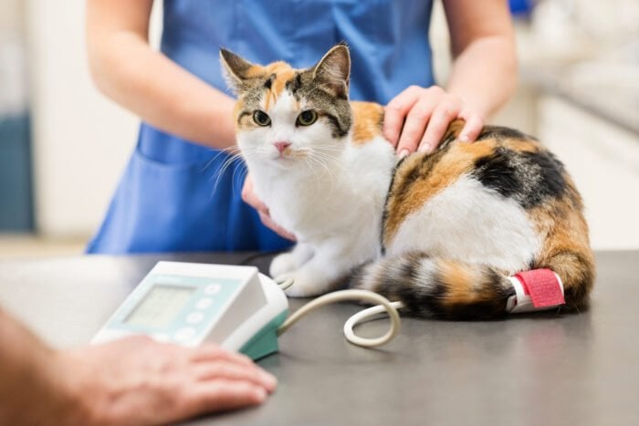 고양이 목 뒤에 주사 놓으면 안되는 이유 | 인스티즈