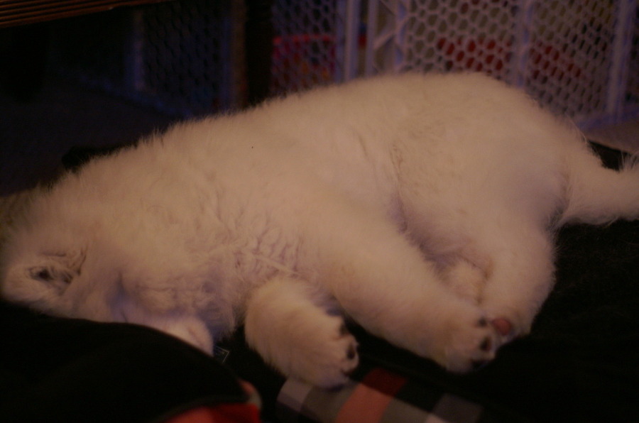 [사모예드] 하루에 빠지는 털로 옷도 짜입는다는 개 jpg | 인스티즈