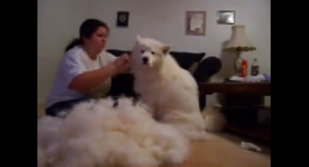 [사모예드] 하루에 빠지는 털로 옷도 짜입는다는 개 jpg | 인스티즈