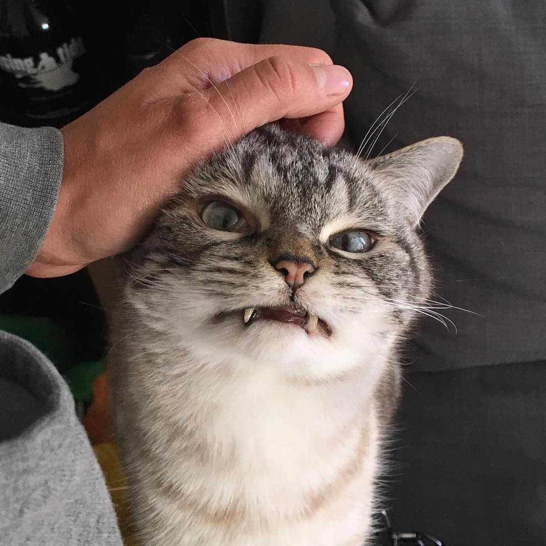 "니가 몰 알아! 조랭이떡같이 생긴게!"의 고양이 로키 사진 | 인스티즈