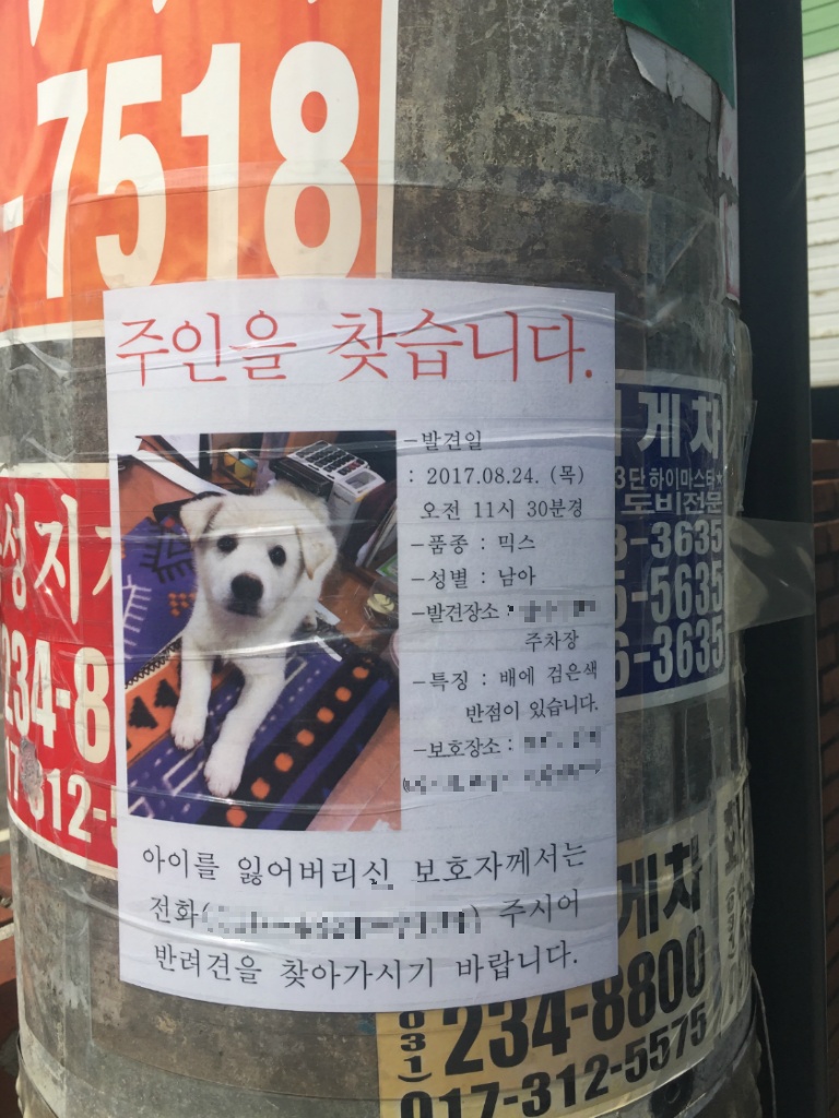 길거리 아기 댕댕이 오늘자 현황 -후기- | 인스티즈