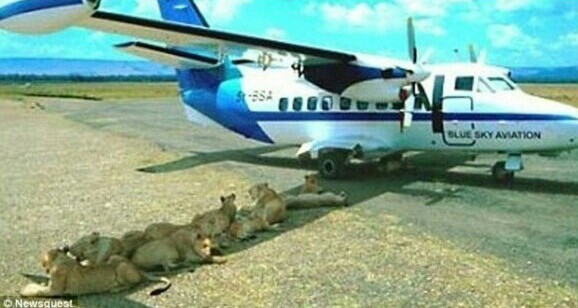 개나 고양이나 사람이나... | 인스티즈