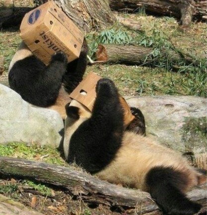 개나 고양이나 사람이나... | 인스티즈