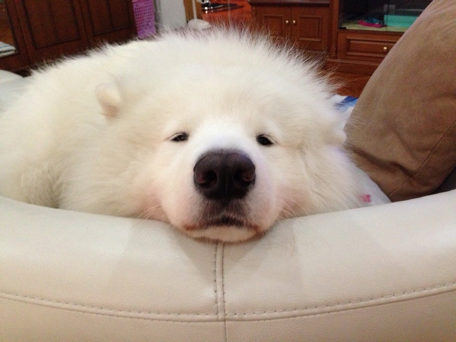 [사모예드] 하루에 빠지는 털로 옷도 짜입는다는 개 jpg | 인스티즈