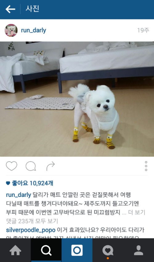 유기견에서 스타강아지가 되기까지 달리의 변화모습 | 인스티즈