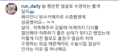 유기견에서 스타강아지가 되기까지 달리의 변화모습 | 인스티즈