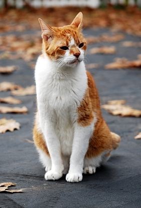 가장 흔하지만 너무나 매력적인 고양이, 코리안 숏헤어에 대하여 | 인스티즈