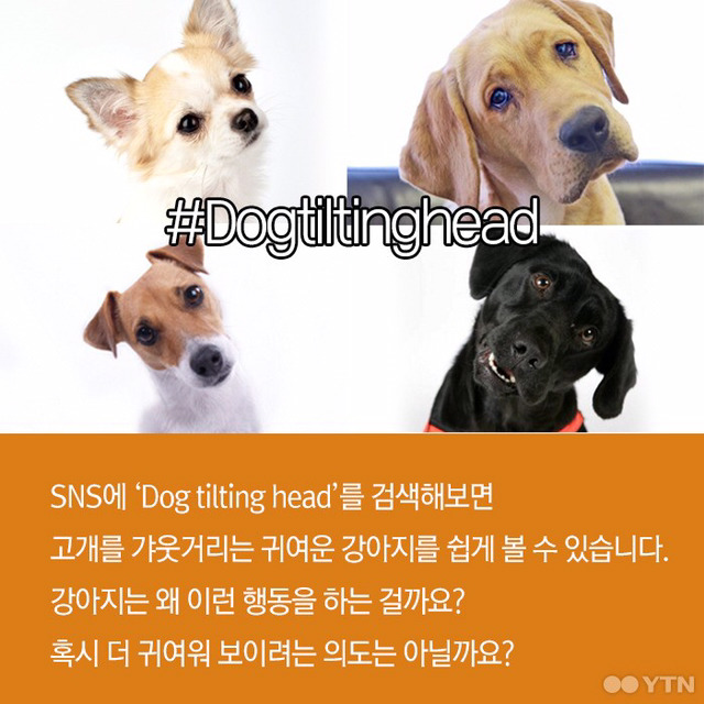 강아지들은 왜 고개를 갸웃거릴까? | 인스티즈