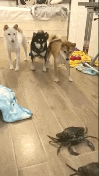 개 vs 게.gif | 인스티즈