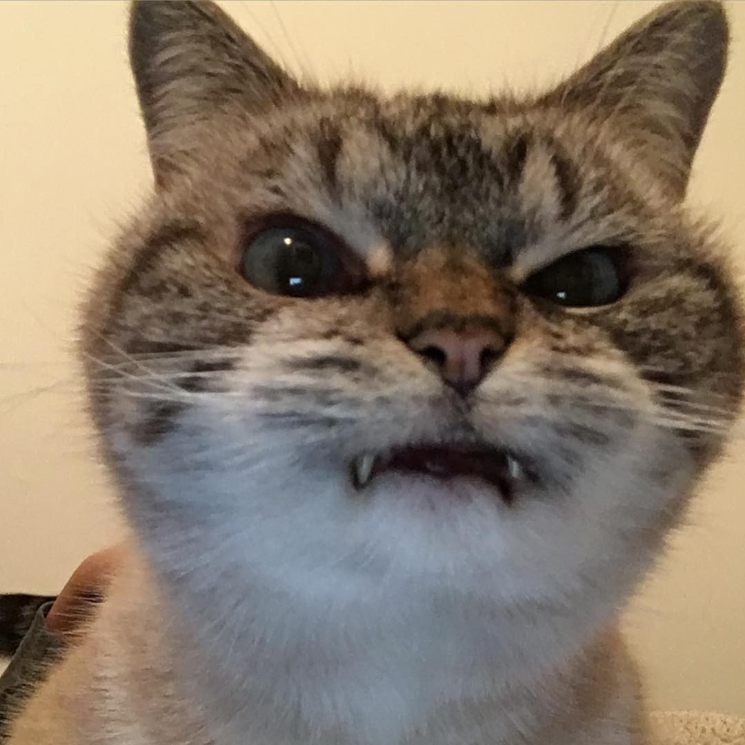 "니가 몰 알아! 조랭이떡같이 생긴게!"의 고양이 로키 사진 | 인스티즈