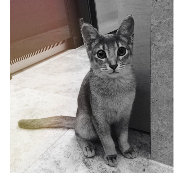 지디네 고양이.jpgif | 인스티즈