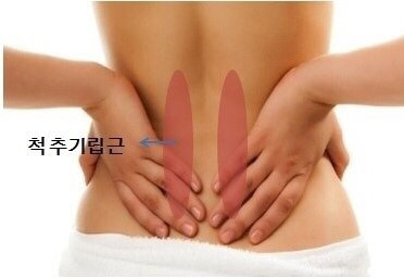 여자한테 있으면 그렇게 섹시할수없다는 '척추기립근' | 인스티즈
