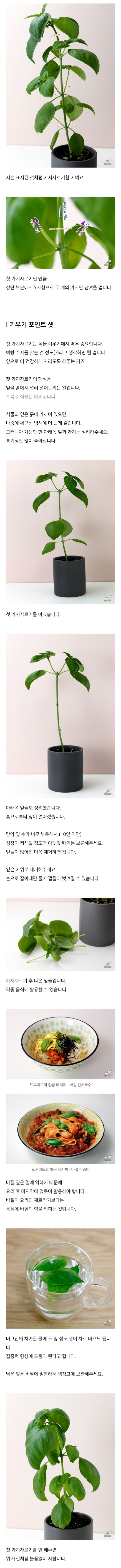 드루이드의 집에서 바질키우기.jpg | 인스티즈