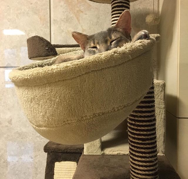 지디네 고양이.jpgif | 인스티즈