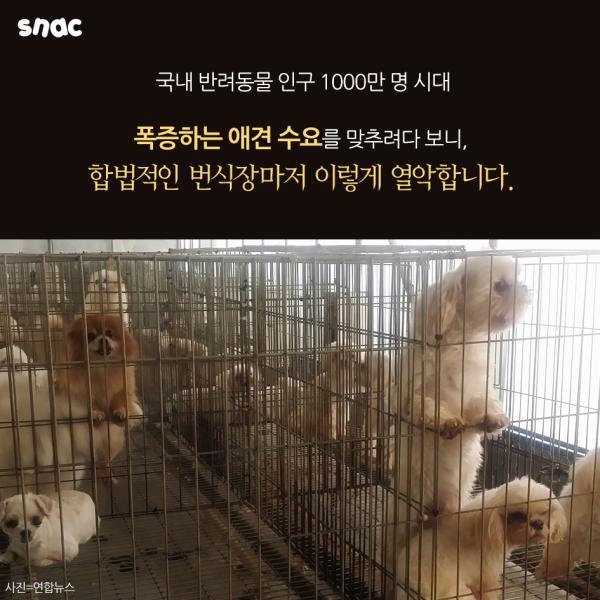 자기 팔에 안락사 주사를 놓은 수의사의 고백 | 인스티즈