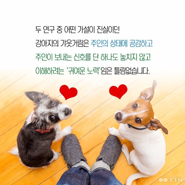 강아지들은 왜 고개를 갸웃거릴까? | 인스티즈