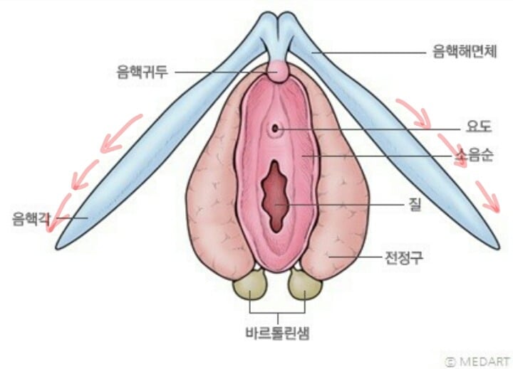 왜 그녀의 허리는 활처럼 휘는가 (성적 쾌감의 원리) | 인스티즈