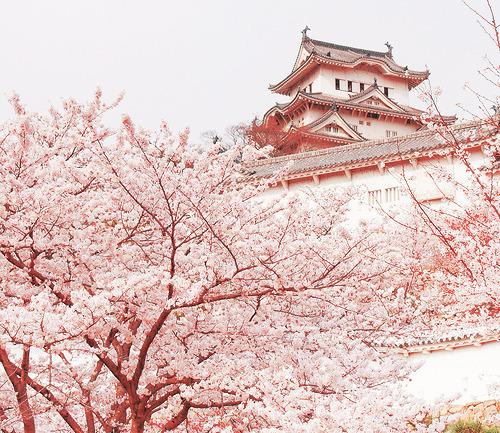  따뜻한 분위기의 일본의 봄 vs 시원하고 청량감있는 일본의 여름 | 인스티즈