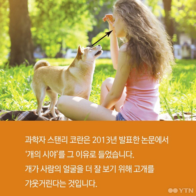 강아지들은 왜 고개를 갸웃거릴까? | 인스티즈