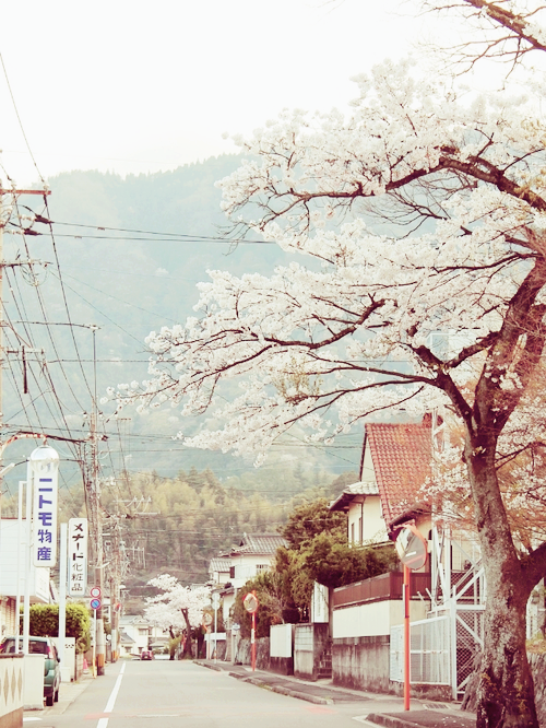  따뜻한 분위기의 일본의 봄 vs 시원하고 청량감있는 일본의 여름 | 인스티즈