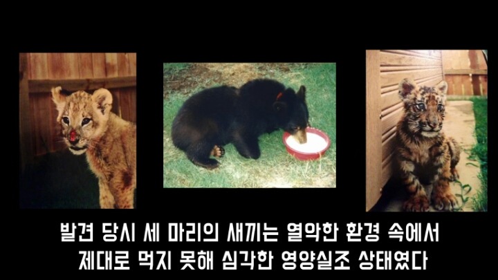 곰 사자 호랑이의 우정 | 인스티즈