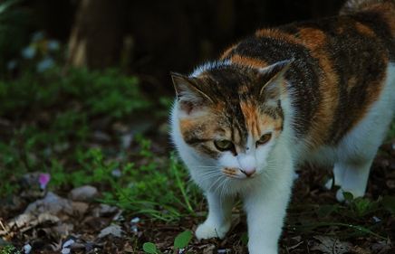 가장 흔하지만 너무나 매력적인 고양이, 코리안 숏헤어에 대하여 | 인스티즈