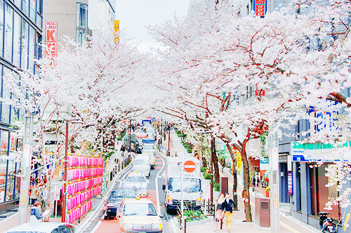  따뜻한 분위기의 일본의 봄 vs 시원하고 청량감있는 일본의 여름 | 인스티즈