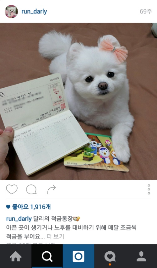 유기견에서 스타강아지가 되기까지 달리의 변화모습 | 인스티즈