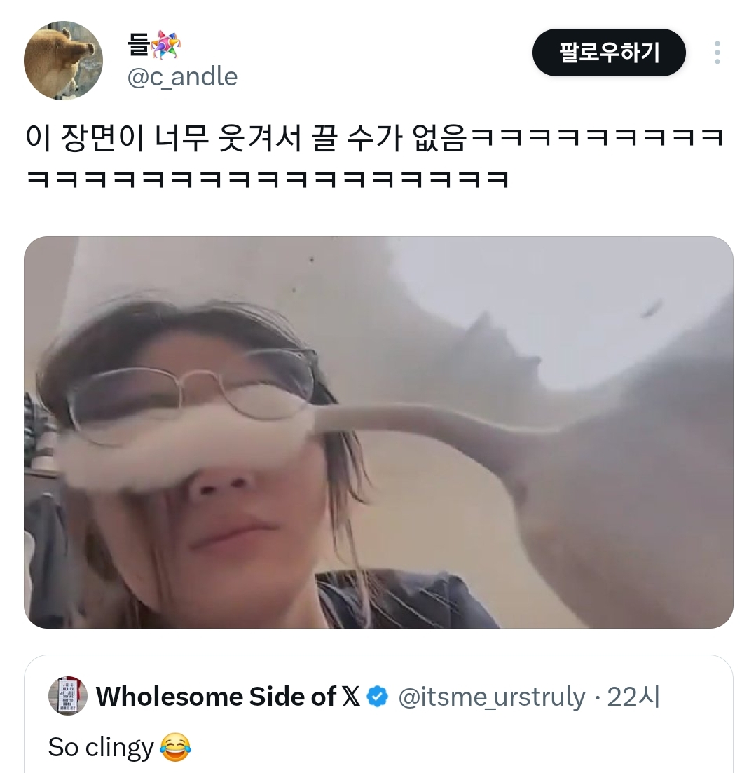 고양이한테 과한 관심을 받고 있는 집사 | 인스티즈