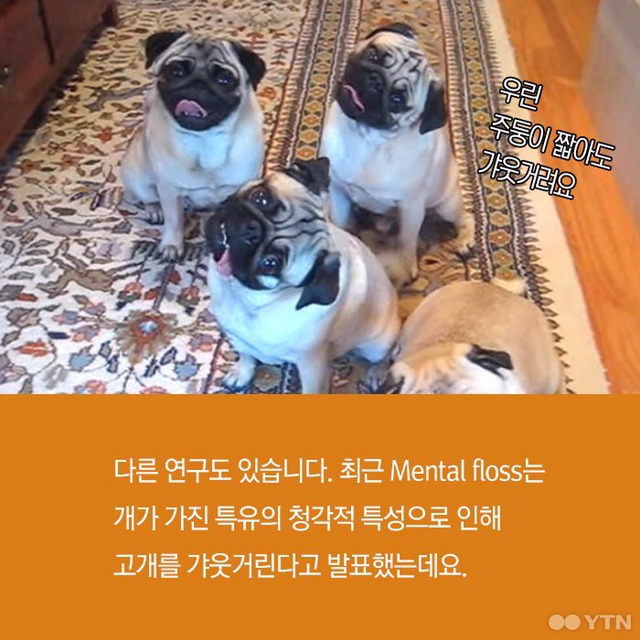 강아지들은 왜 고개를 갸웃거릴까? | 인스티즈