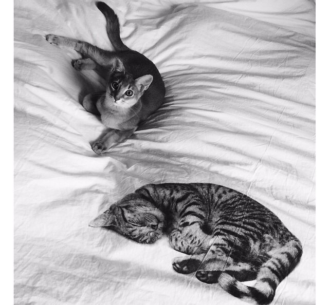 지디네 고양이.jpgif | 인스티즈