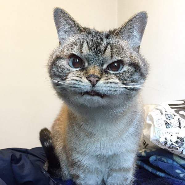 "니가 몰 알아! 조랭이떡같이 생긴게!"의 고양이 로키 사진 | 인스티즈