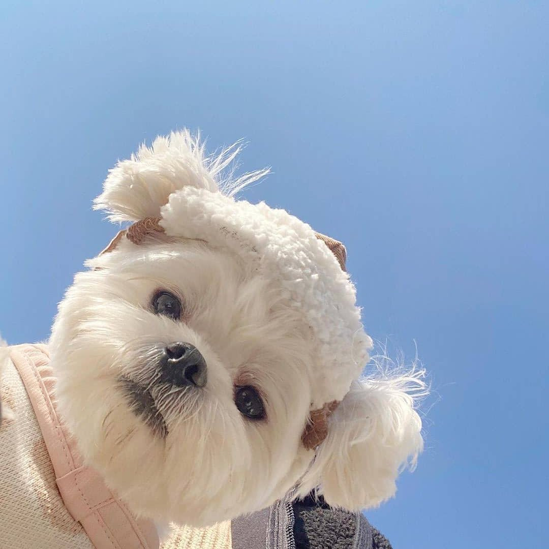 날씨좋~은 때에 보는 트위터 모음🍁 | 인스티즈