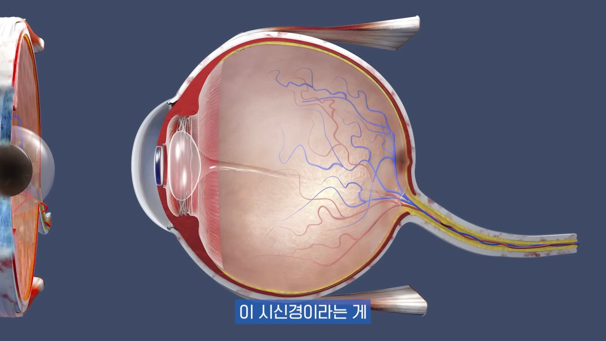 눈이 실명 전 잠깐 보내는 마지막 신호. 이 증상이 보인다면 당장 병원 뛰쳐가세요.jpg | 인스티즈