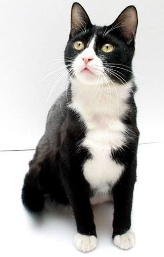 가장 흔하지만 너무나 매력적인 고양이, 코리안 숏헤어에 대하여 | 인스티즈