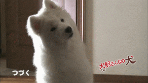 강아지들은 왜 고개를 갸웃거릴까? | 인스티즈