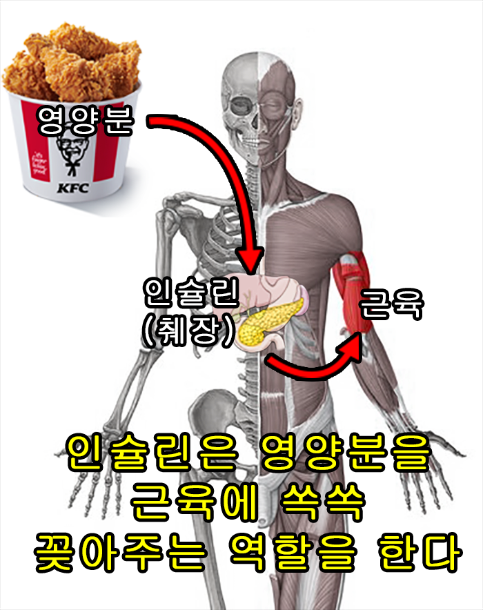 중2도 이해하는 마른비만 인슐린 | 인스티즈