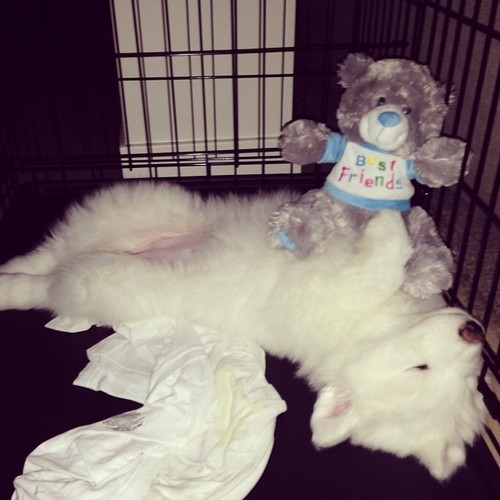 [사모예드] 하루에 빠지는 털로 옷도 짜입는다는 개 jpg | 인스티즈