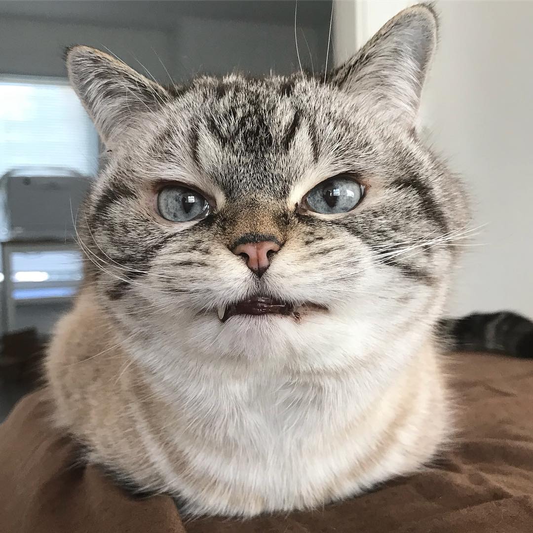 "니가 몰 알아! 조랭이떡같이 생긴게!"의 고양이 로키 사진 | 인스티즈