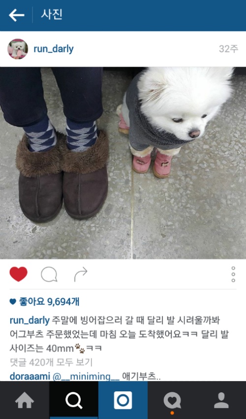 유기견에서 스타강아지가 되기까지 달리의 변화모습 | 인스티즈