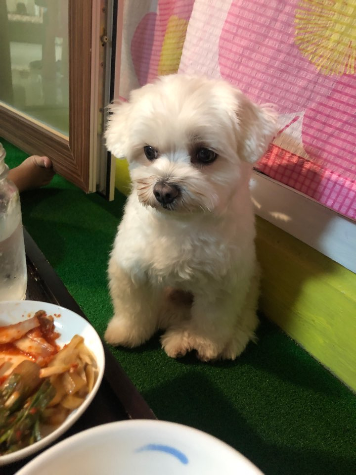  후기방에 올라와 귀여움 받은 '식탐 많은 댕댕이' 글 | 인스티즈