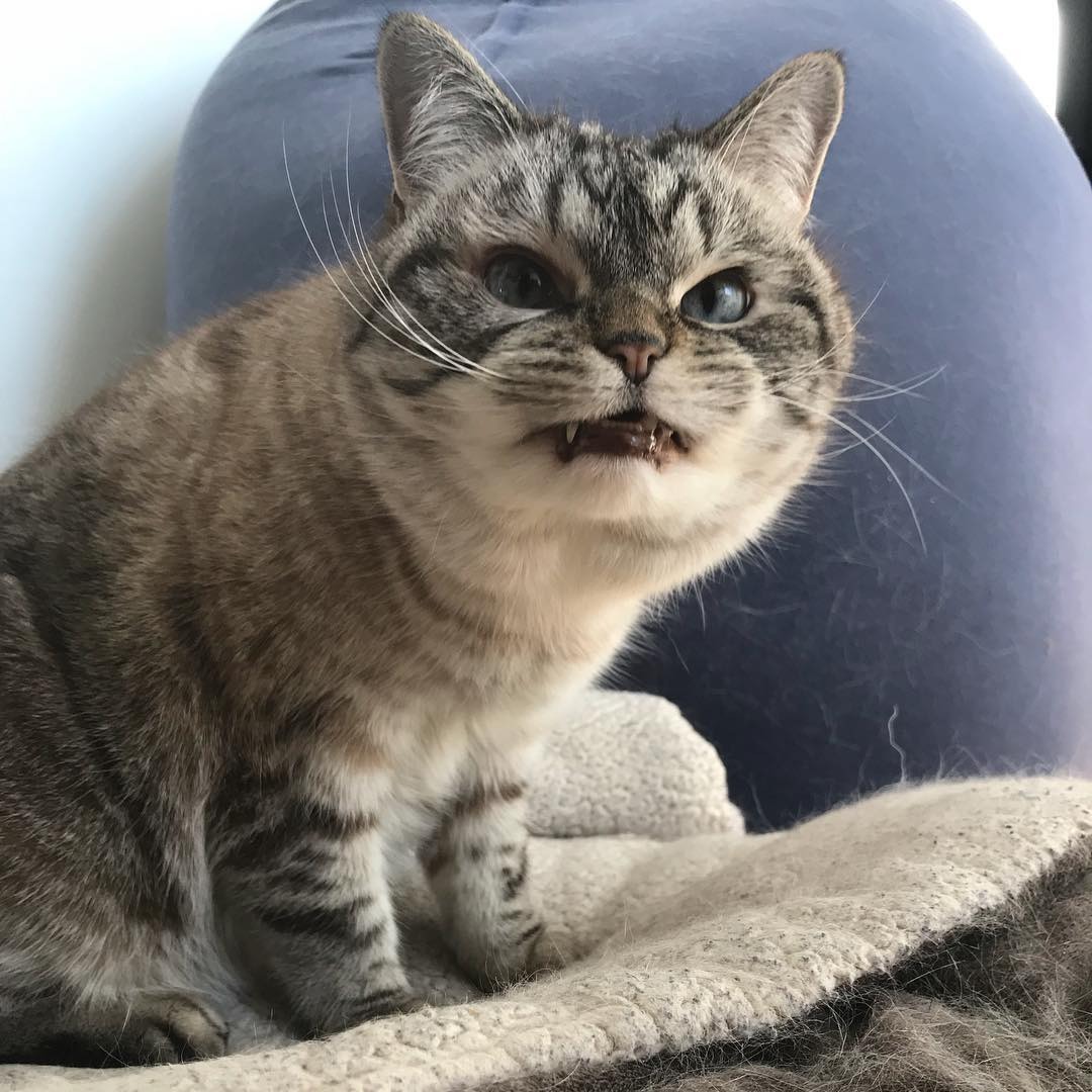 "니가 몰 알아! 조랭이떡같이 생긴게!"의 고양이 로키 사진 | 인스티즈