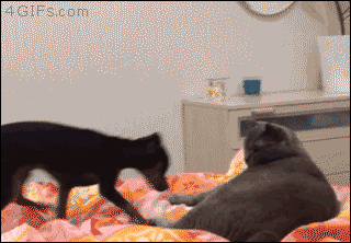 저리좀 가 .GIF | 인스티즈