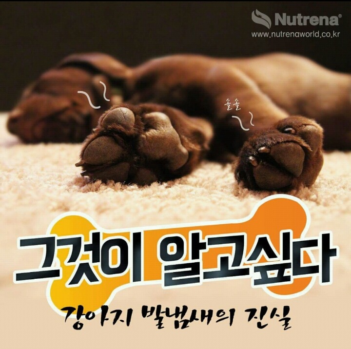 강아지 발바닥 꼬순내를 아시나요?? | 인스티즈