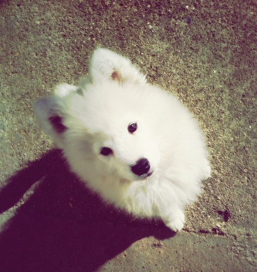 [사모예드] 하루에 빠지는 털로 옷도 짜입는다는 개 jpg | 인스티즈