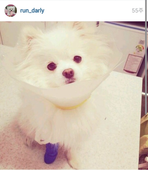 유기견에서 스타강아지가 되기까지 달리의 변화모습 | 인스티즈