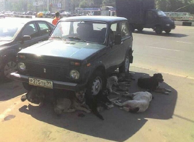 개나 고양이나 사람이나... | 인스티즈