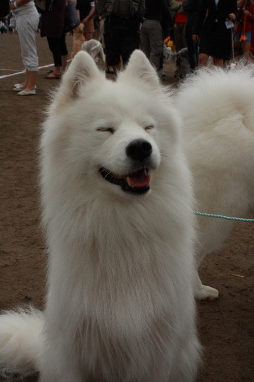 [사모예드] 하루에 빠지는 털로 옷도 짜입는다는 개 jpg | 인스티즈