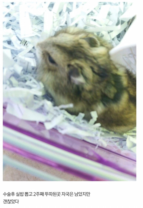 수의사도 포기한 등 찢어진 햄스터 수술해서 살려낸 디씨인 (사진 주의) | 인스티즈