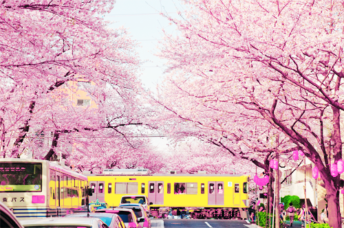  따뜻한 분위기의 일본의 봄 vs 시원하고 청량감있는 일본의 여름 | 인스티즈